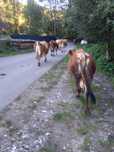 Vind vaca cu lapte
