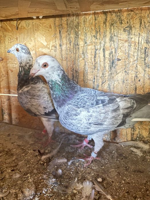 Vand o pereche de porumbei