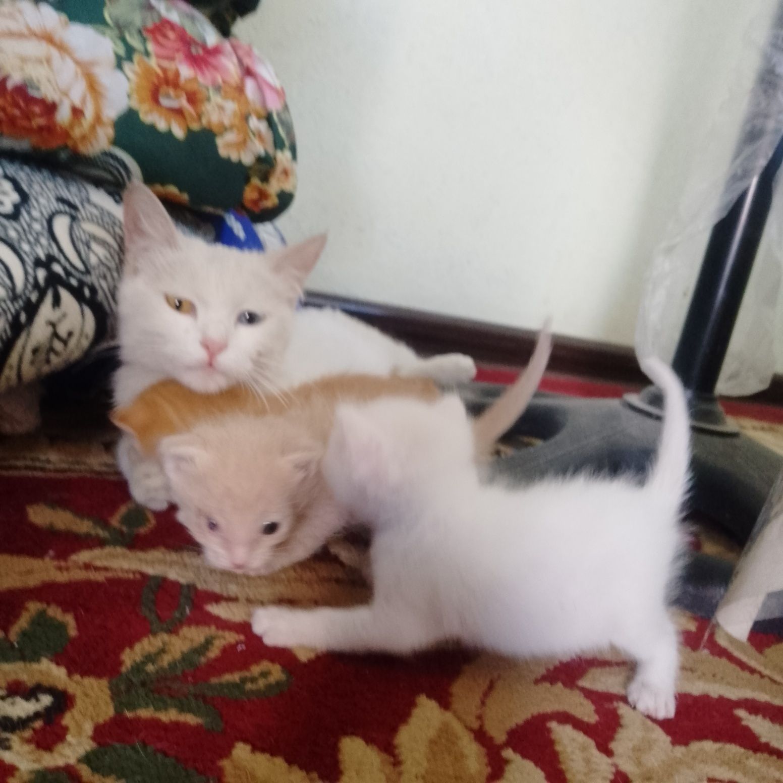 Mushukchalar ona va bola