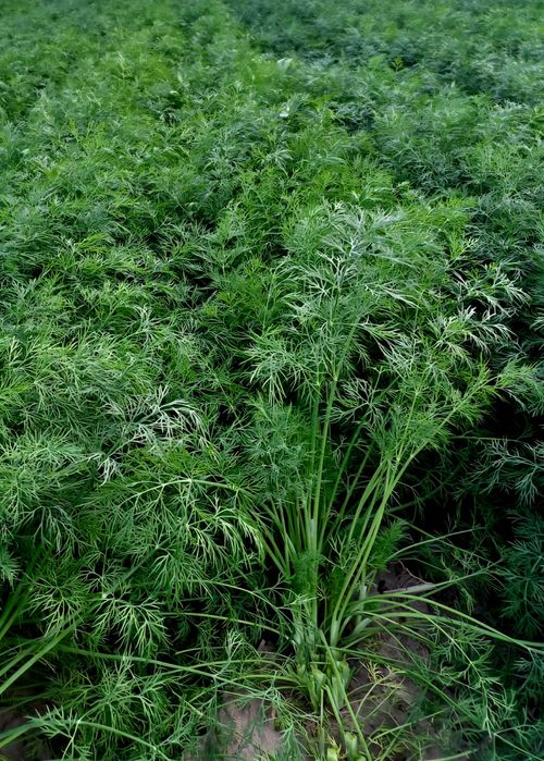 Mărar verde proaspăt din producție proprie – 1 leu/legătură sau la kg