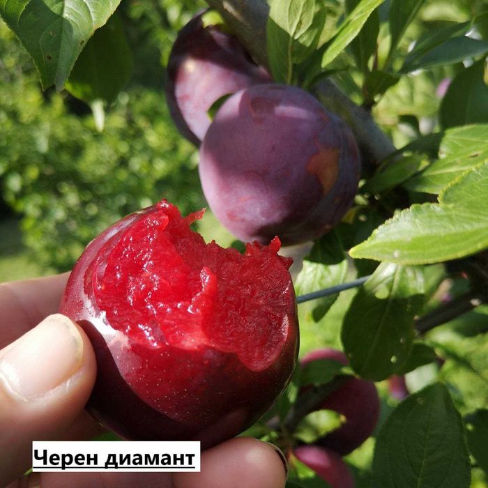 Слива - Анджелино , Черен диамант , Черен Сплендор и Слива - Ту-Сун