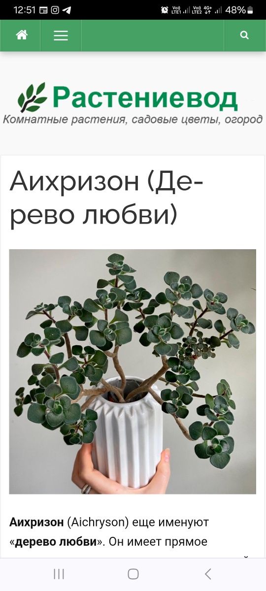 Цветы домашние Аихризон,