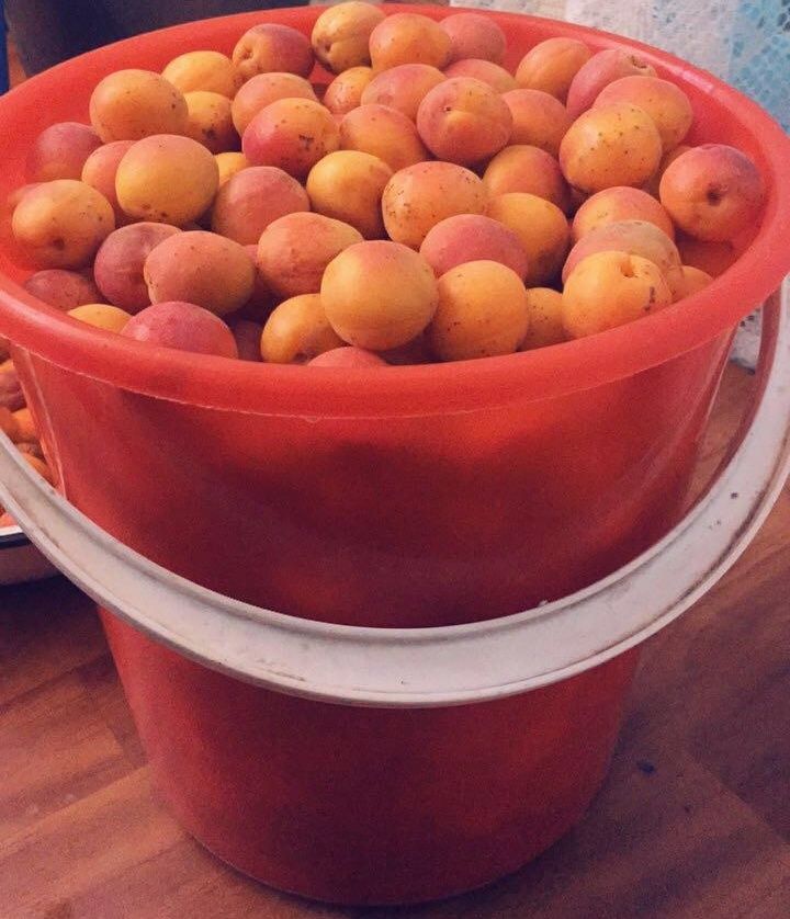 Өрік. Вишня. Смародина