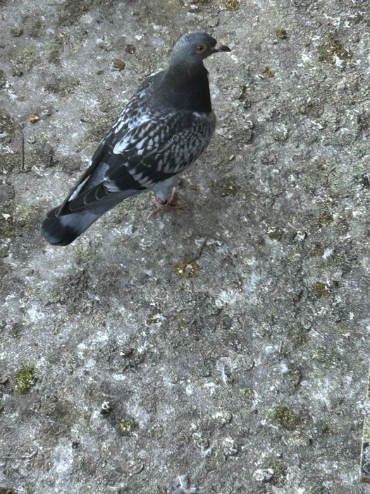 Vand porumbei voiajori