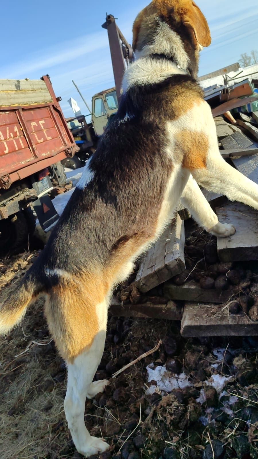 Русский пегий гончий