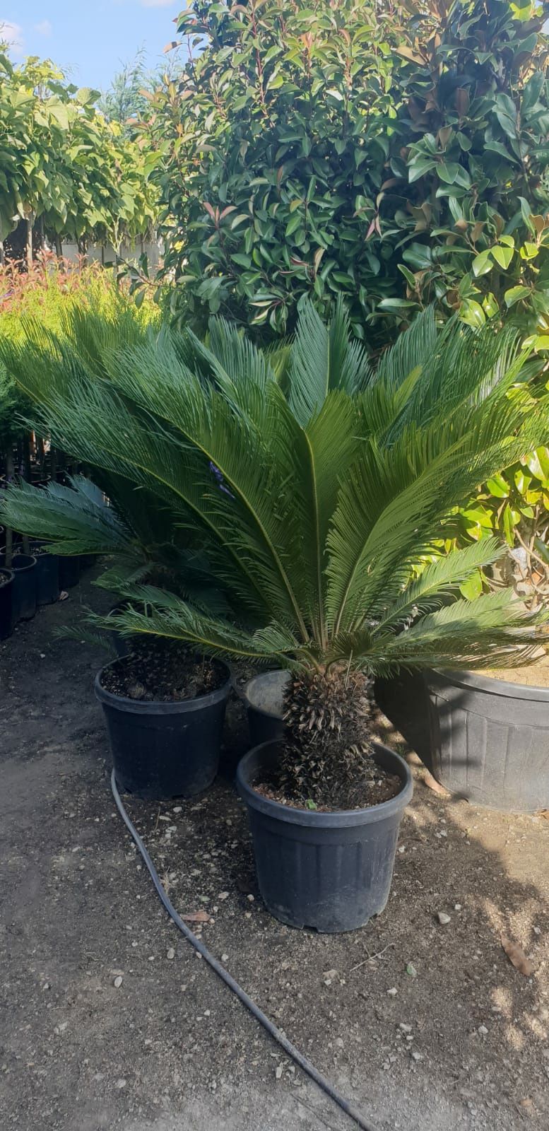 Palmieri cycas ornamentali