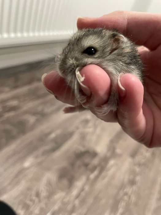 Donez 2 hamsterii