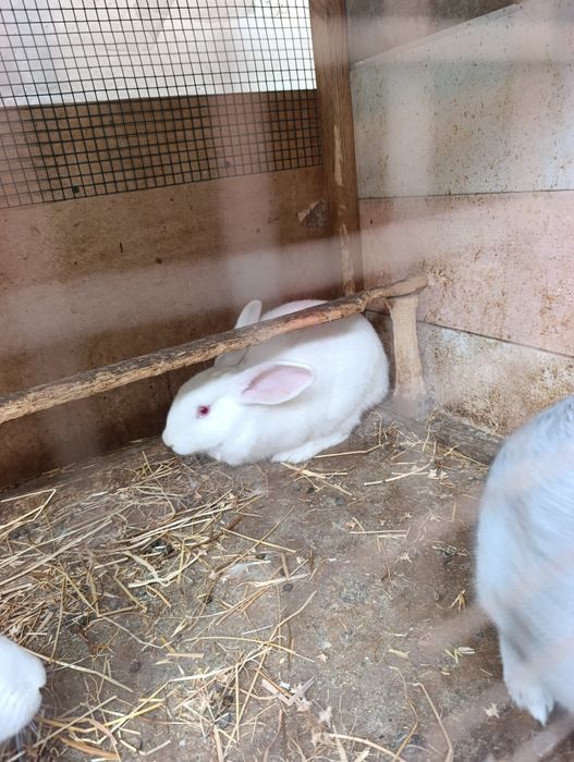 2 ta samka 2 ta sames hikol para.