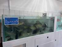 Acvariu pescarie filtrare interna