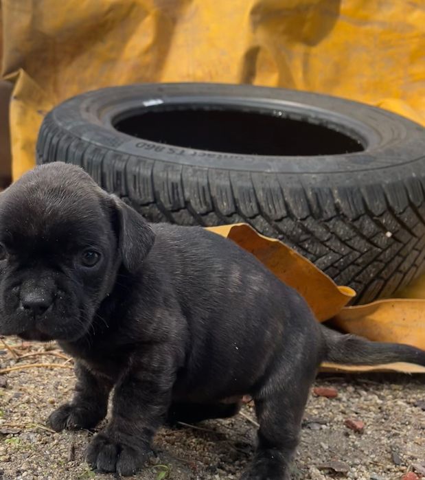 Малки кученца френски булдог