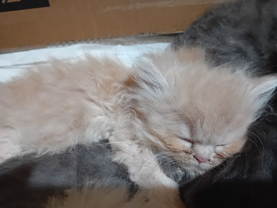 Персийски котки женски и мъжки