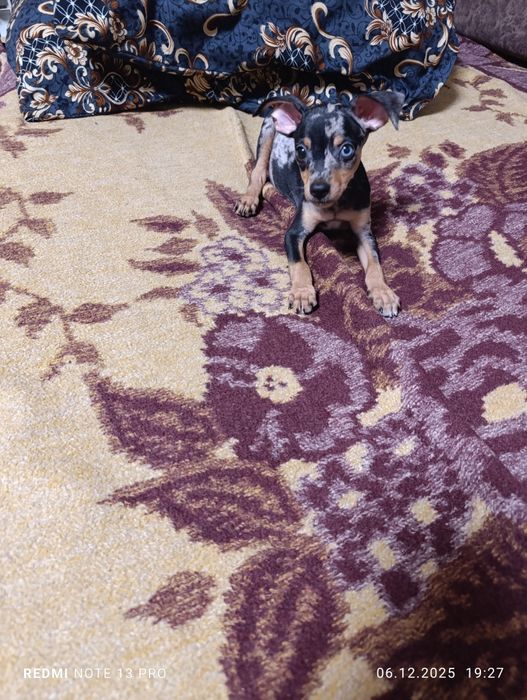 Щенок Тойчик мраморный