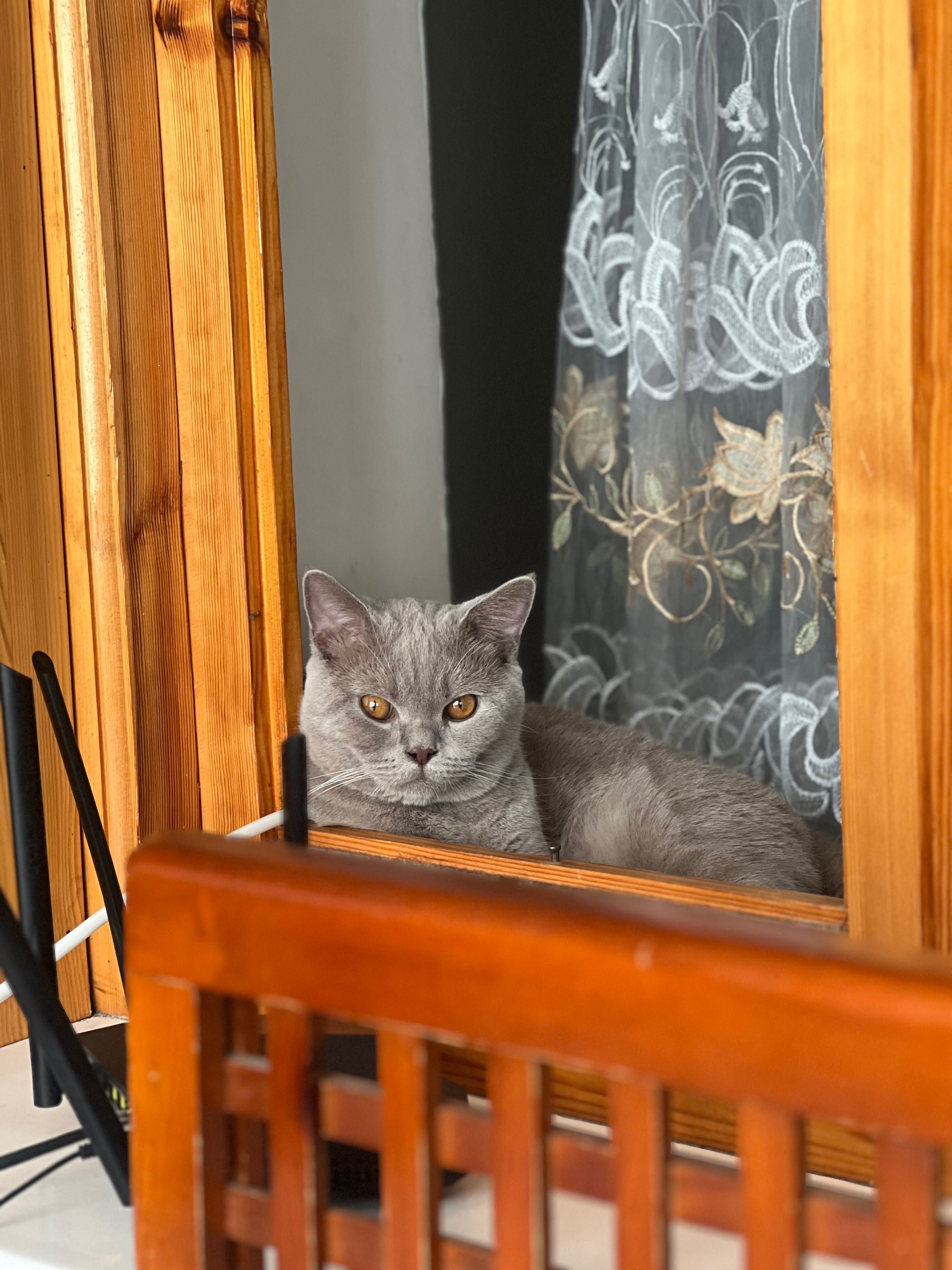 Вязка кота скотиш страйт