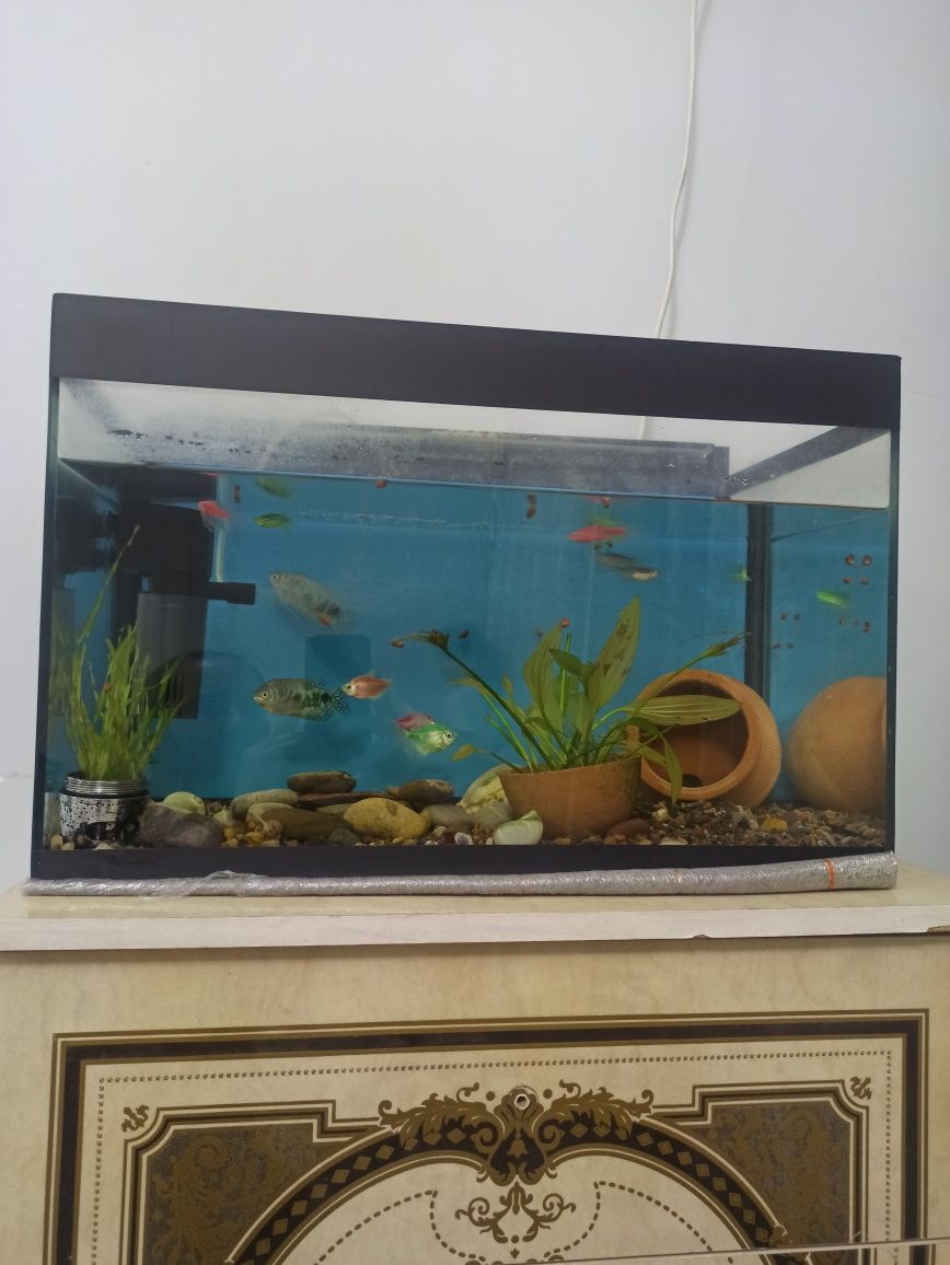Akvarium sotiladi 50 Litr 6 mm