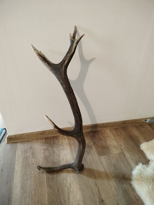 Coarne de cerb de vânzare