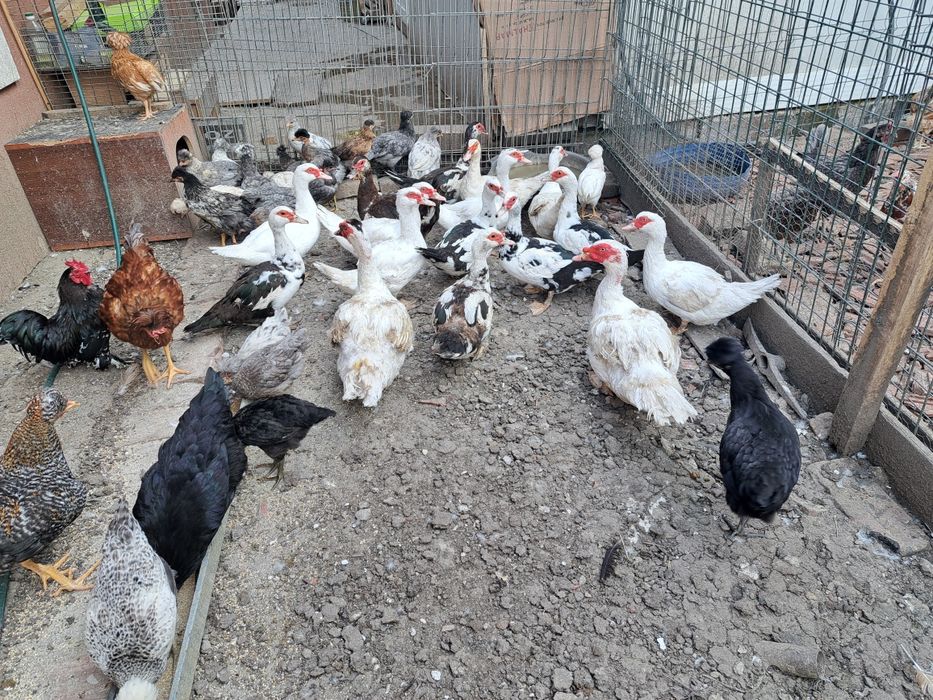 Vand rate mute si ratoi