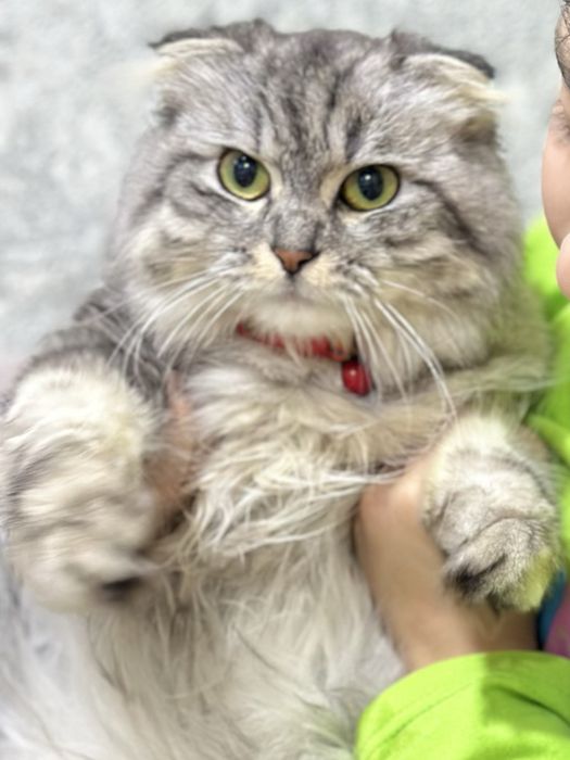 Отдам кошку вислоуха