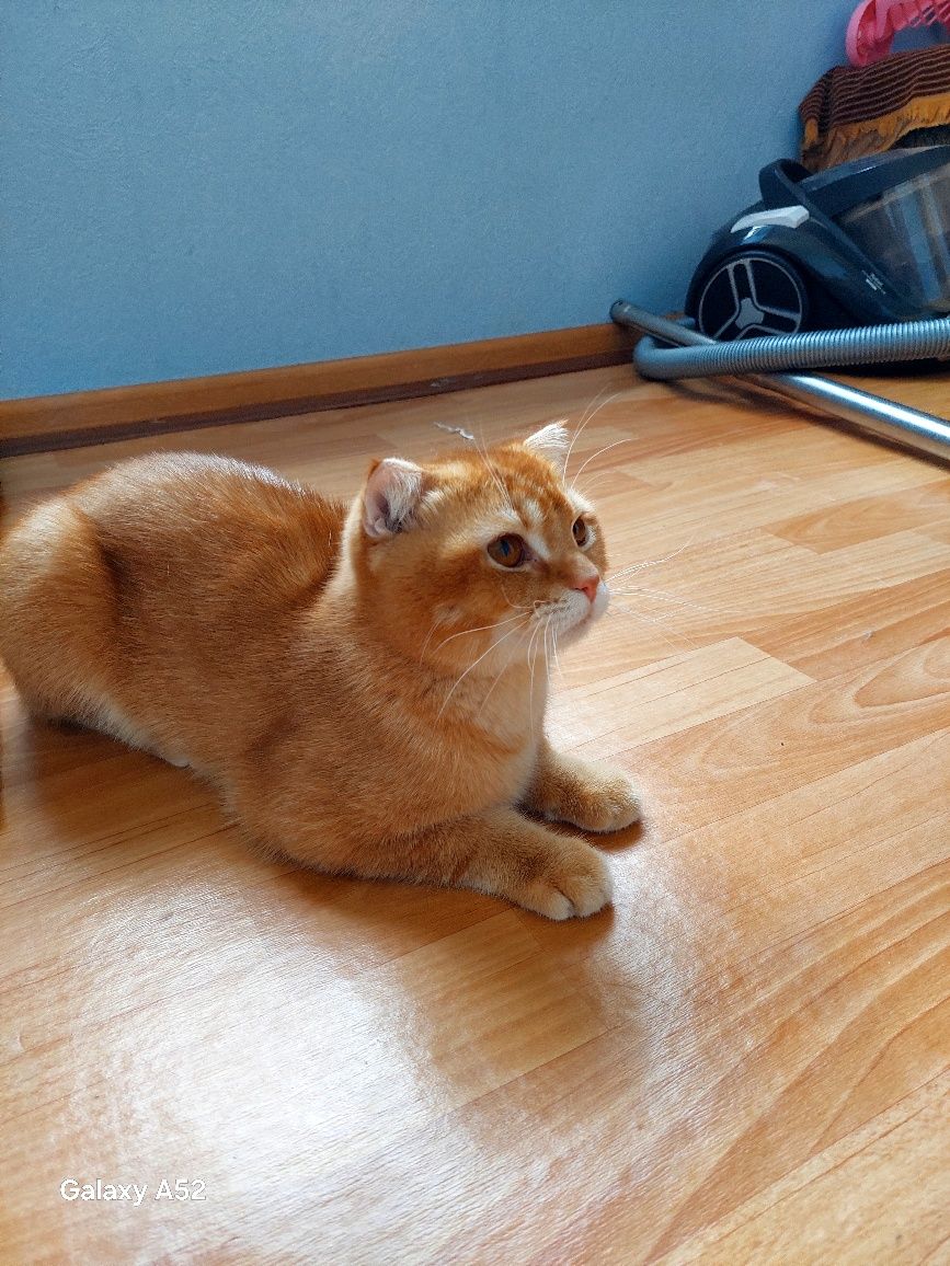 Прадажа кошка 6 мес