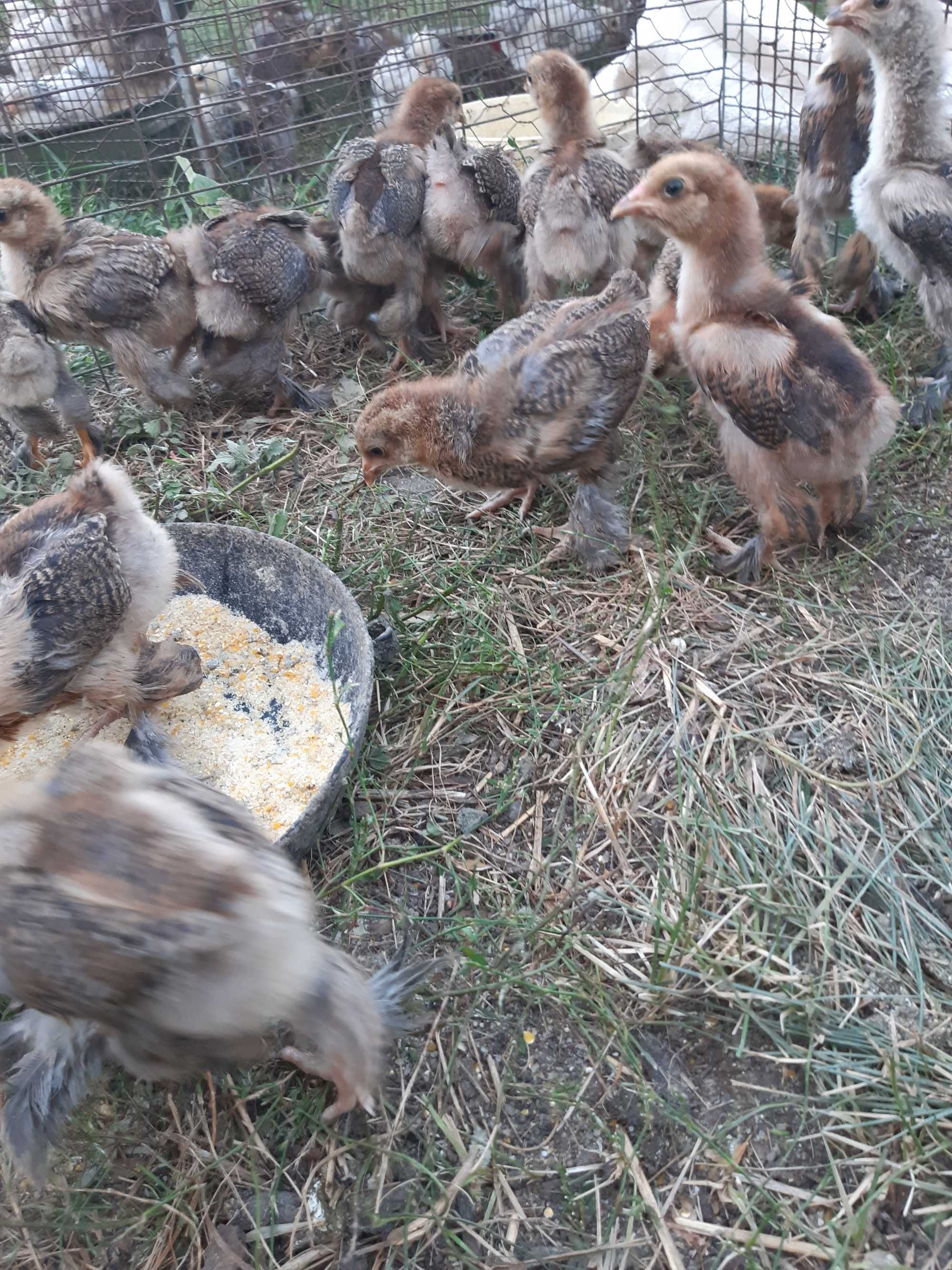 Vand pui gaini Brahma potarnichiu, herminat deschis si australorp