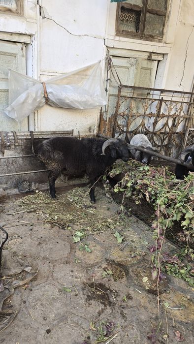 Tagallar tez va arzon narzda sotiladi