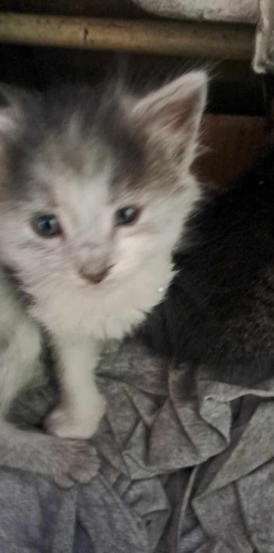 Котета търсят дом