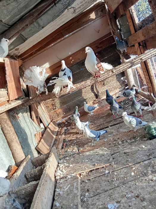 Vând porumbei voiajor de cursă și de ornament