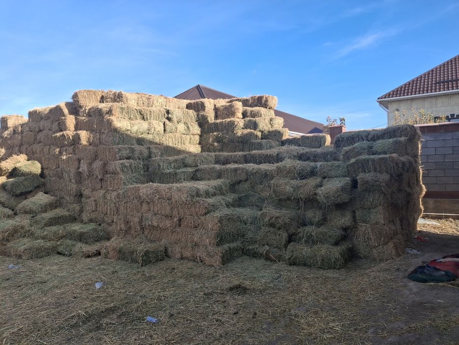 Жонышка прес сабан