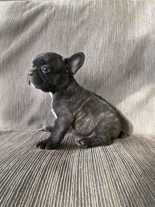Buldog Francez Mascul – 7 săptămâni