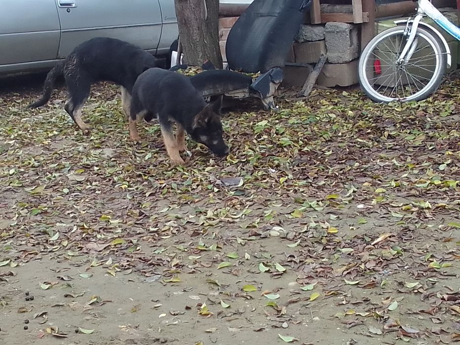 Catei  ciobanesc german cu 3 vacinuri facute si carnete