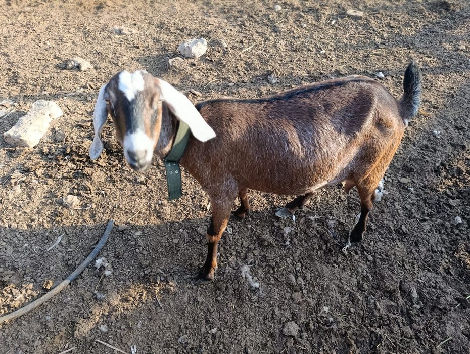 Продам дойных коз и козочку