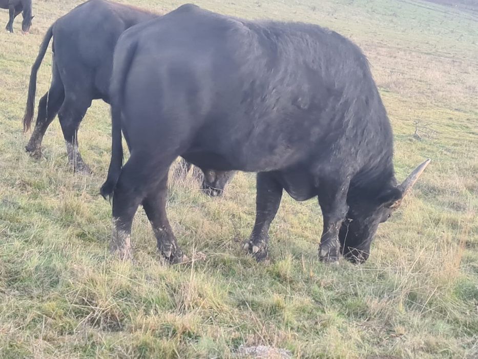 Bivolițe de vânzare și taur