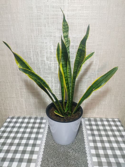 Комн. растения: сансиеверии. См фото