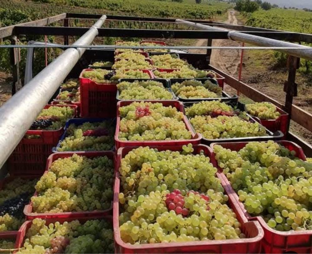 Vand struguri de vin Bacău