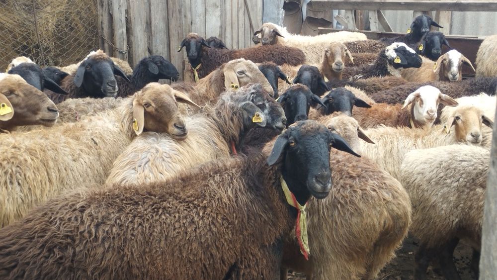 Продается бараны, овцы, овцематки