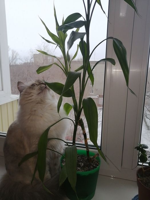 Продам бамбук цветок удачи