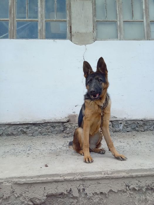 6 ойлик урғочи немецкий овчарка сотилади