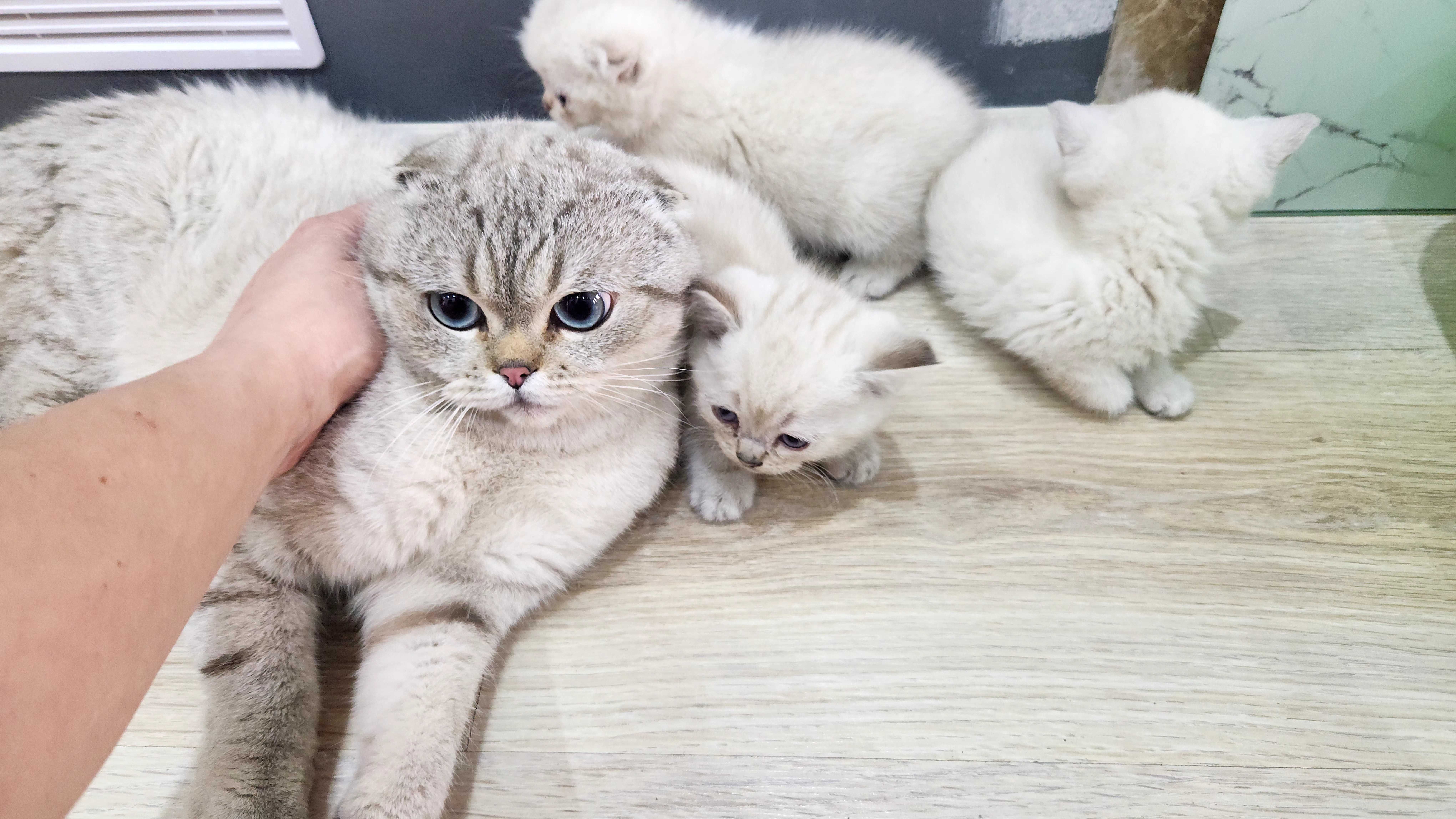 Шотландски котенца