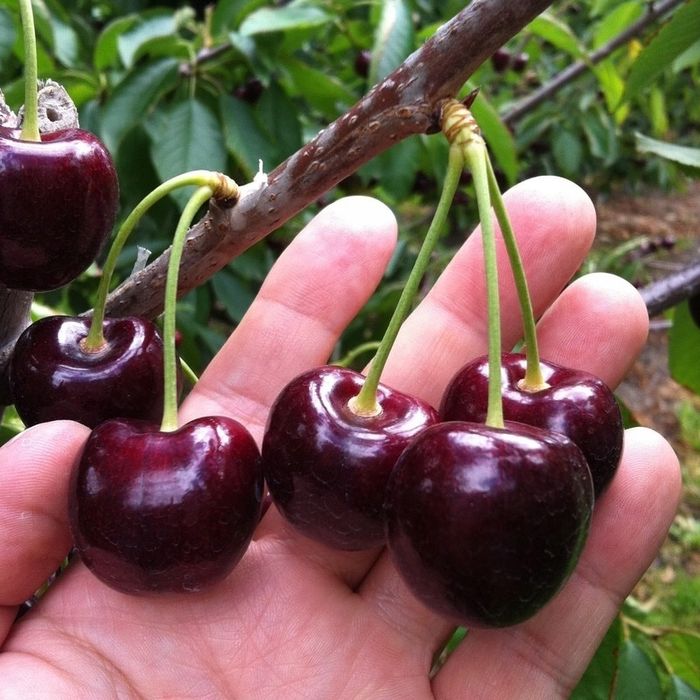 Pomi fructiferi deosebiti  Cires de August soiul  George