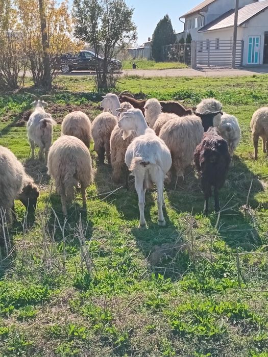 Vand 24 de oi si 10 capre