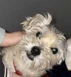 Donez Terrier fetita