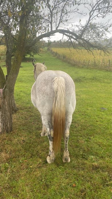 Vând iapă de 10 ani