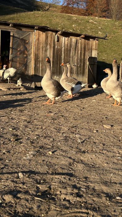 Gâște Toulouse/Emden