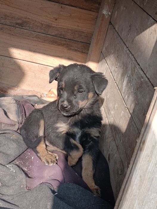 . jinsi qiz. 1yarim oylik