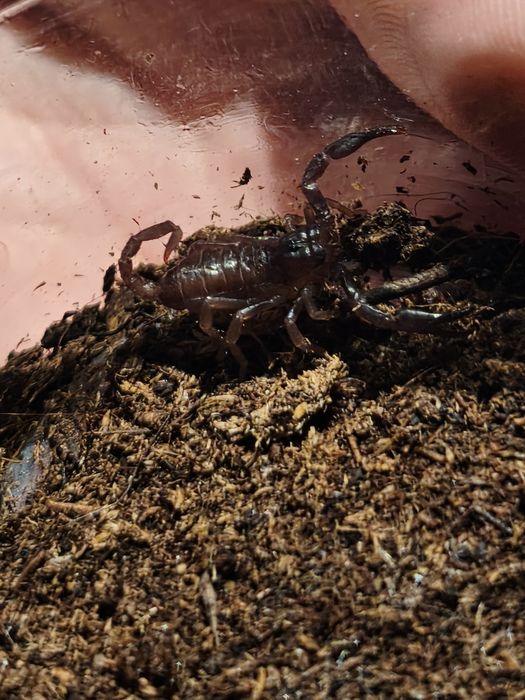 Scorpioni heterometrus puiuti