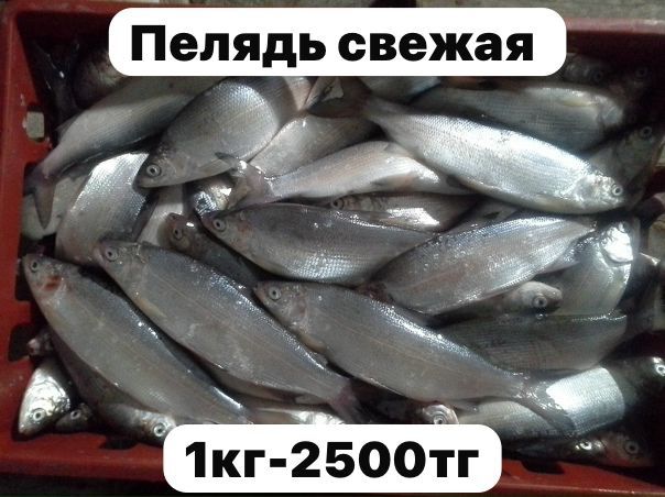 Пелядь свежая  Боровская