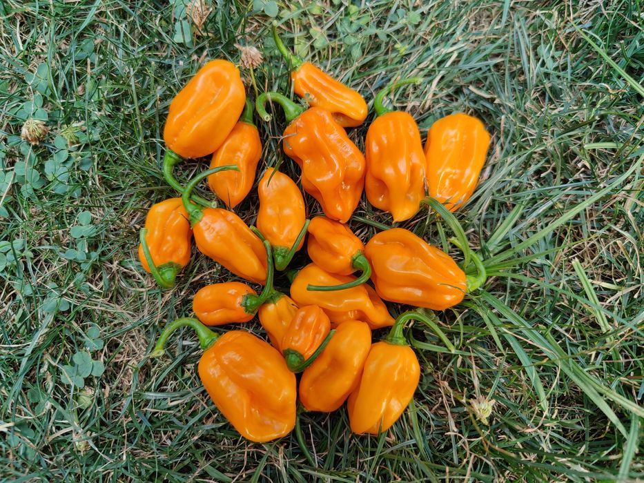 Seminte ardei iute Aji, habanero, carolina, sugar rush etc.
