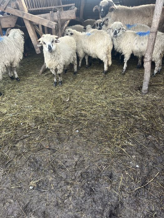 Vand mielute de prasila