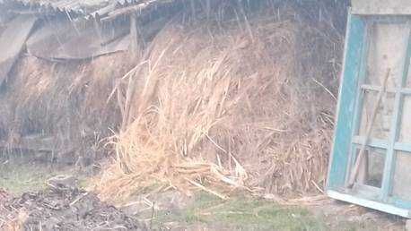 Makkayi poya va beda