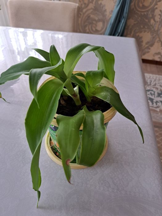 Комнатное растение