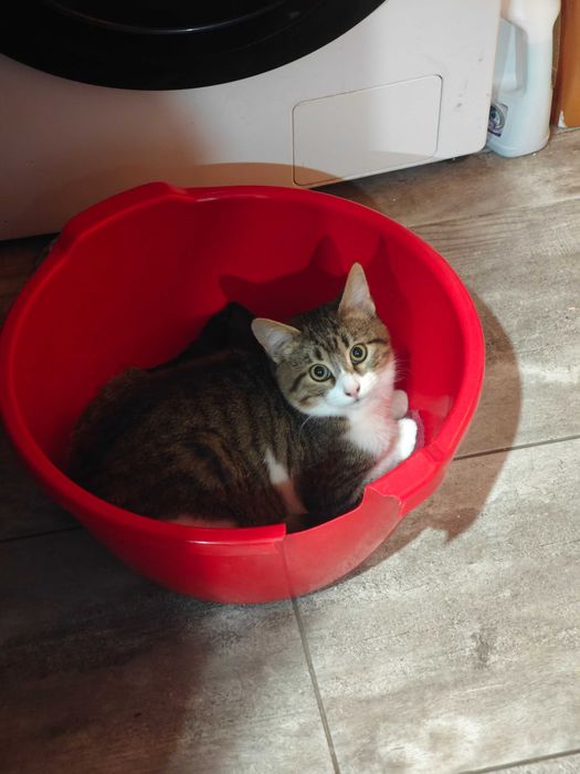 Подарявям коте на 4 месеца